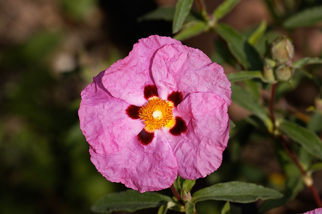 Jardin des Impressionnistes-MAI14-090